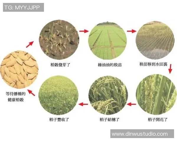 大米：从草根到球场巨星的传奇历程与成长故事